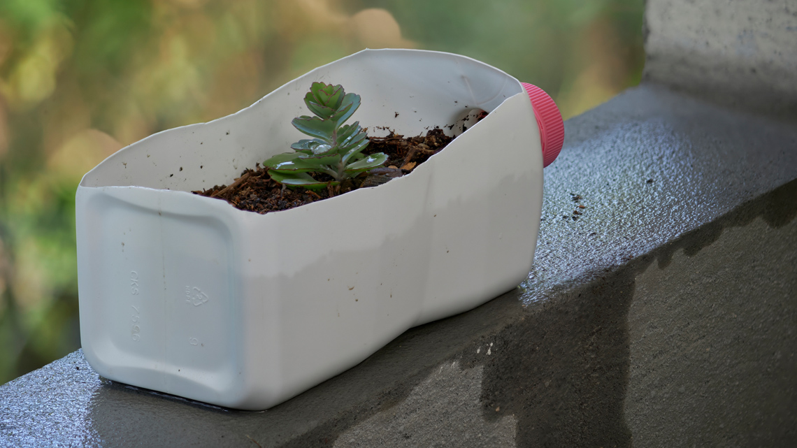 A plant growing out of the cut-out side of a plastic milk jug filled with dirt.